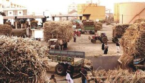 "Sweet Success: Pakistan's Sugar Industry and New Dadu Sugar Mills' Leading Role"